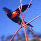 Rainbow Lorikeets